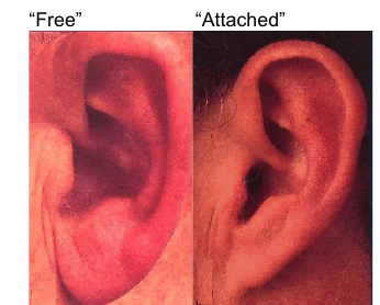 Free vs attached earlobes